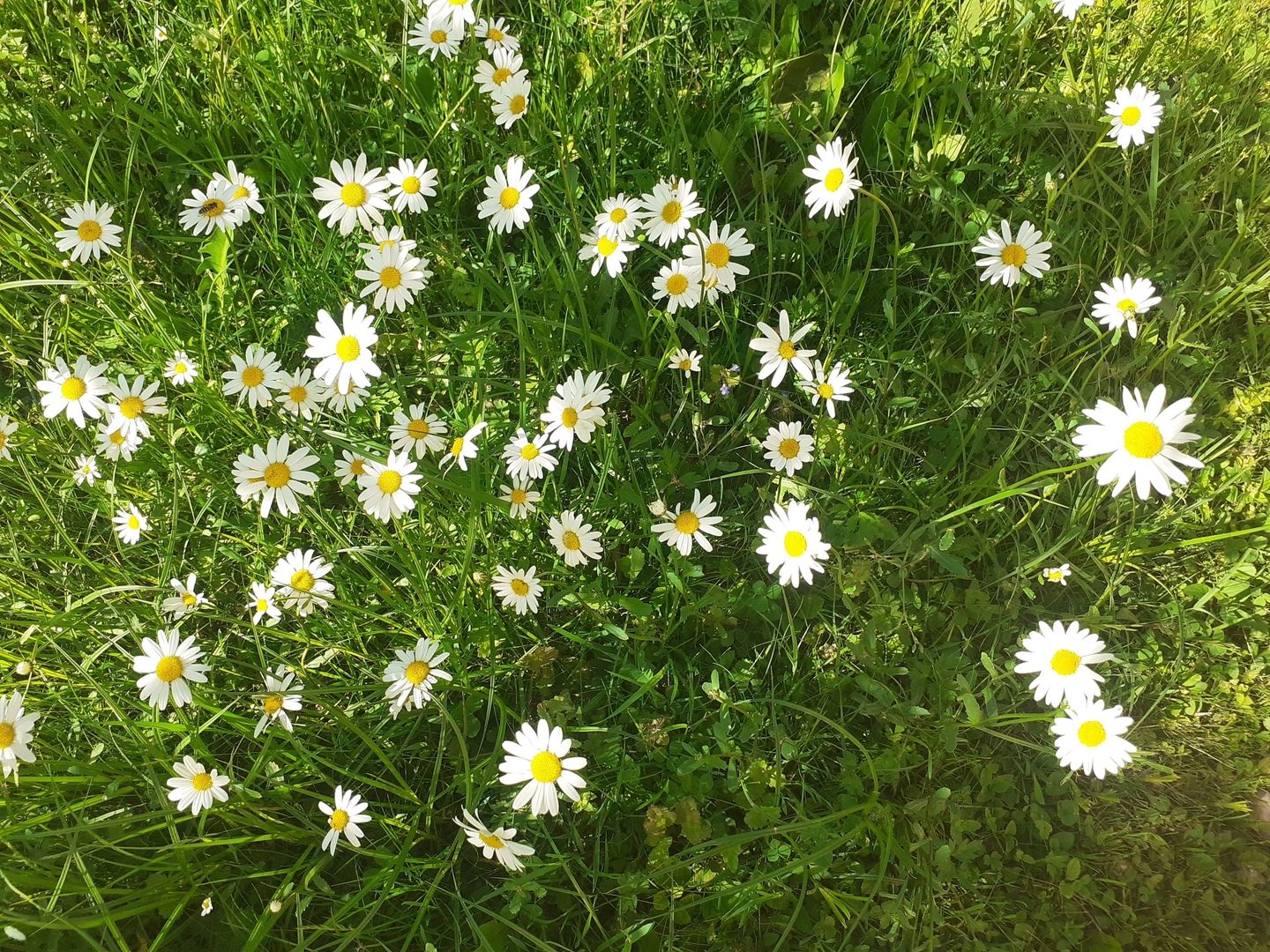 Gänseblumen auf ein Wiese